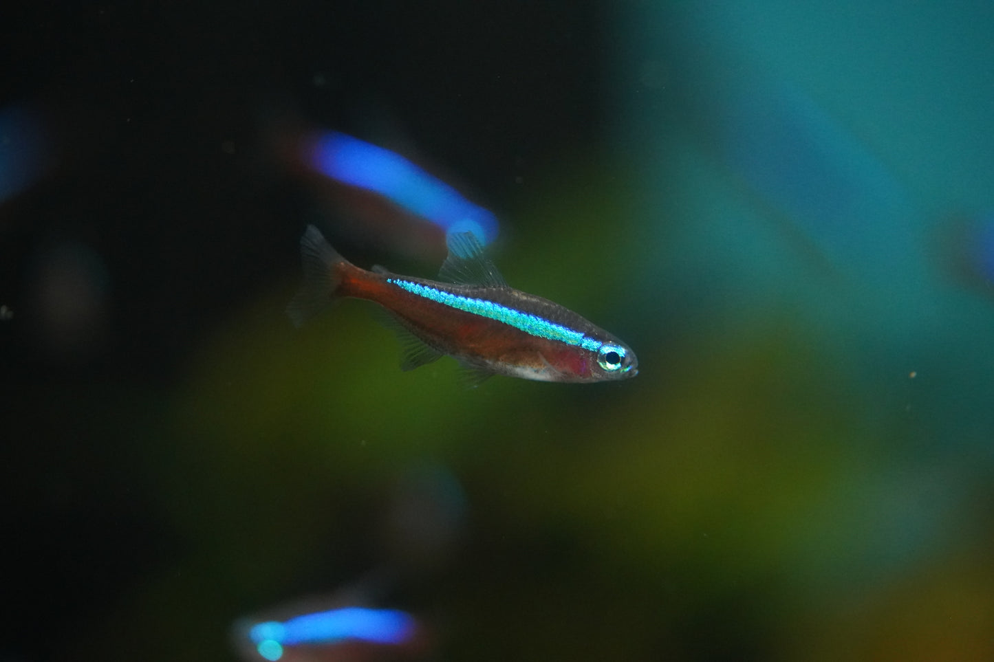 Cardinal Tetra