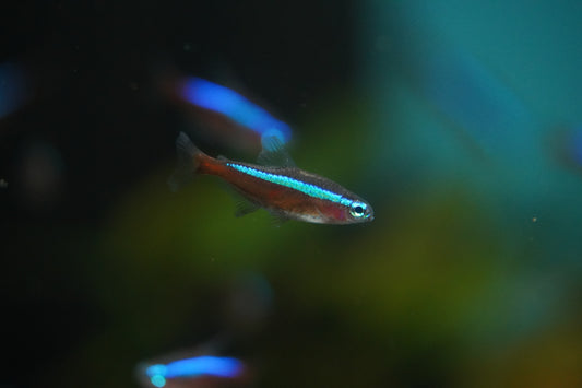 Cardinal Tetra