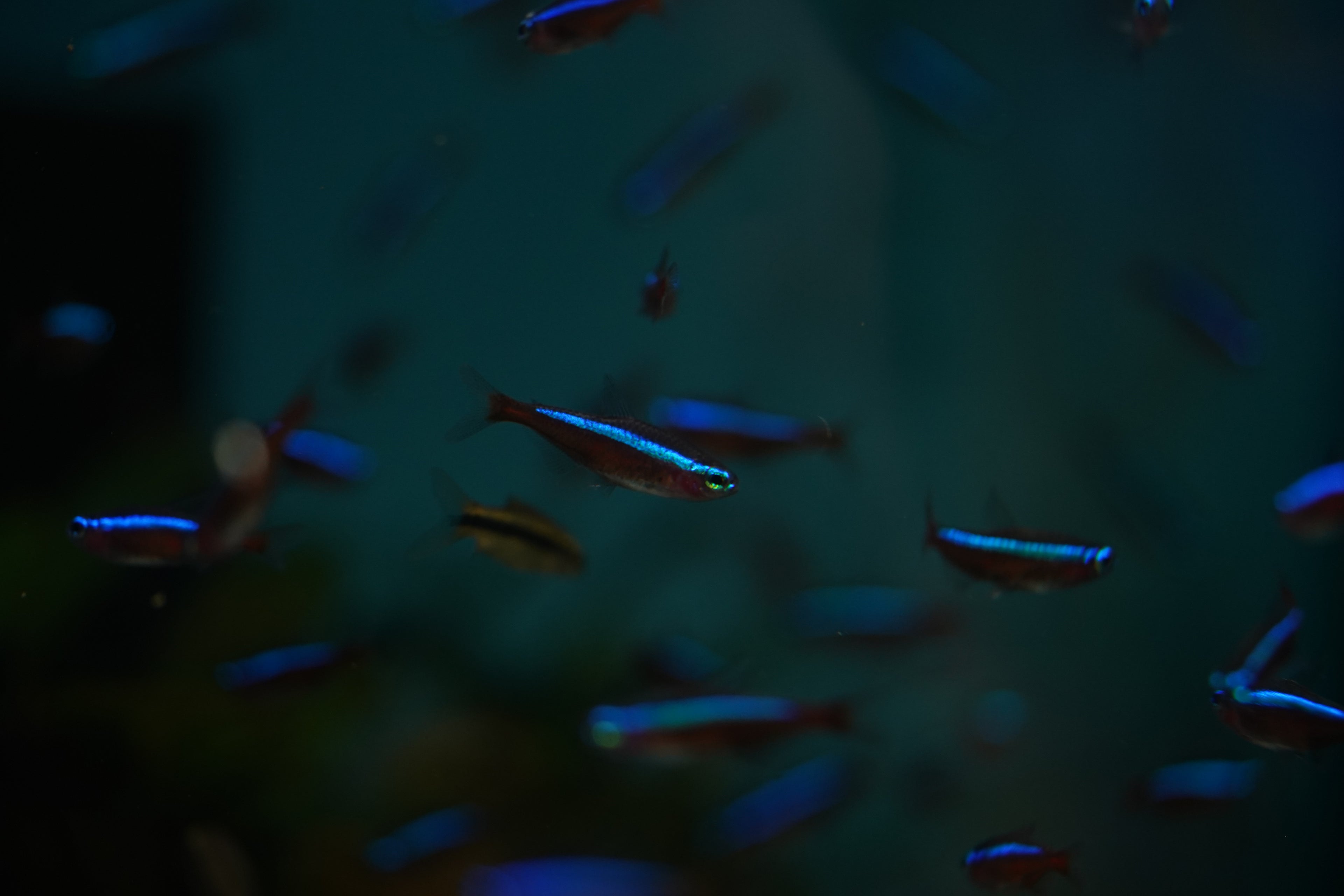 Cardinal Tetra