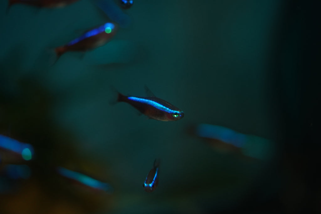 Cardinal Tetra