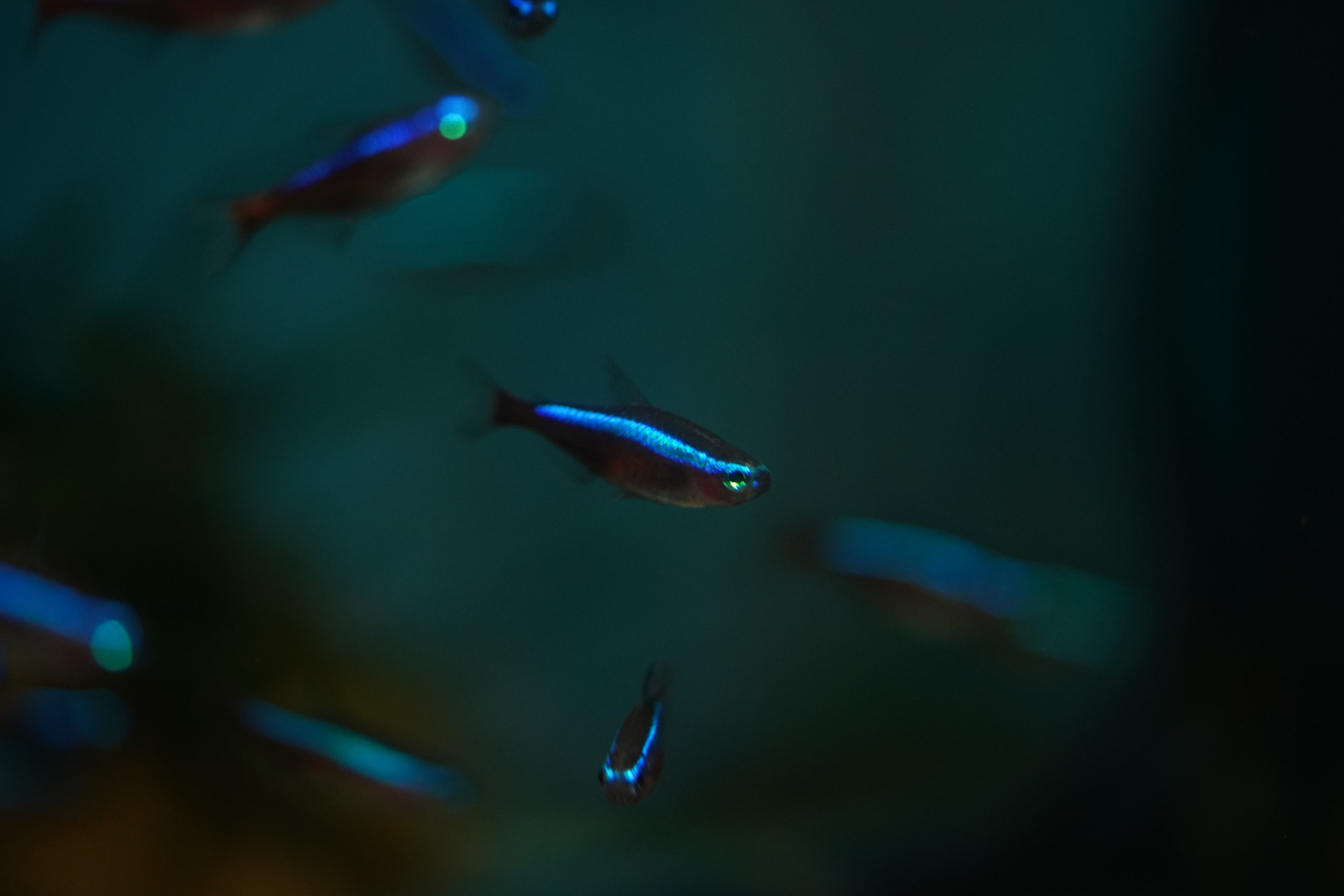 Cardinal Tetra