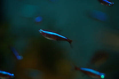 Cardinal Tetra