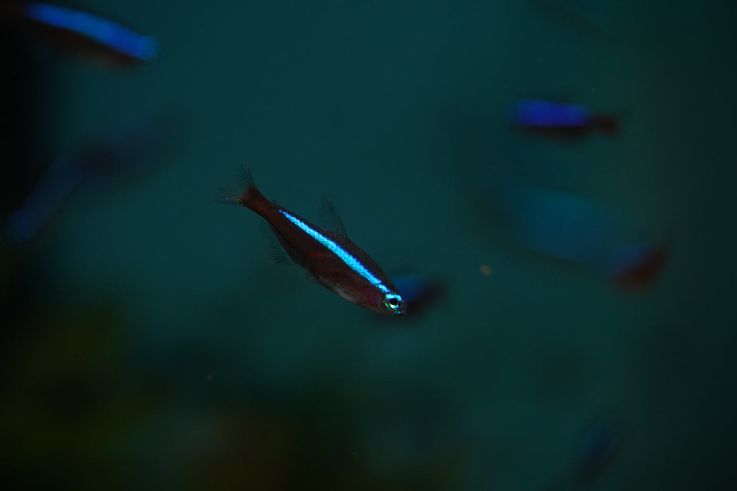 Cardinal Tetra
