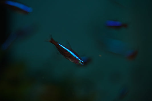 Cardinal Tetra