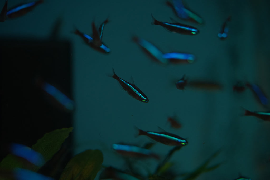 Cardinal Tetra