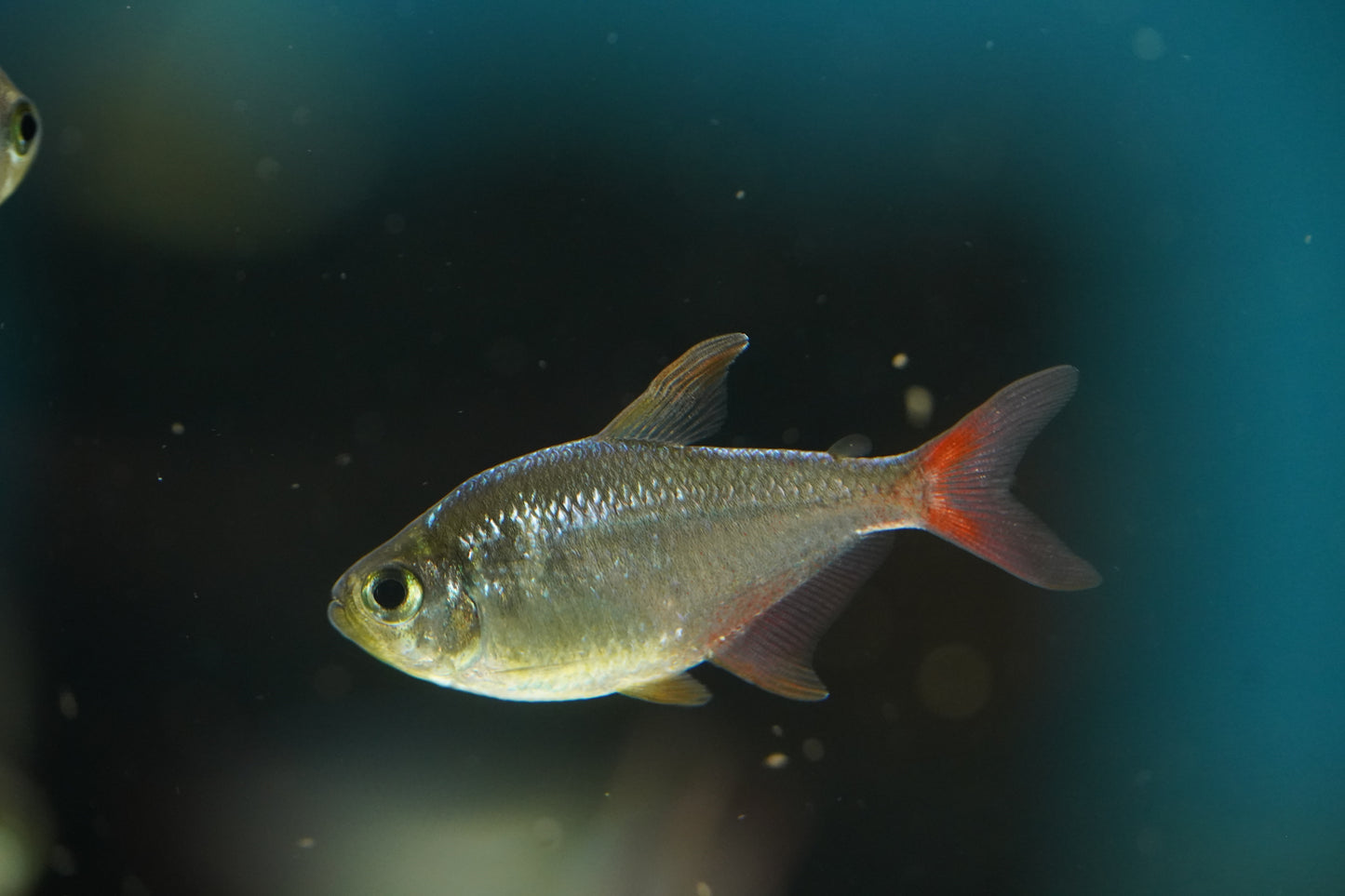 Colombian Tetra