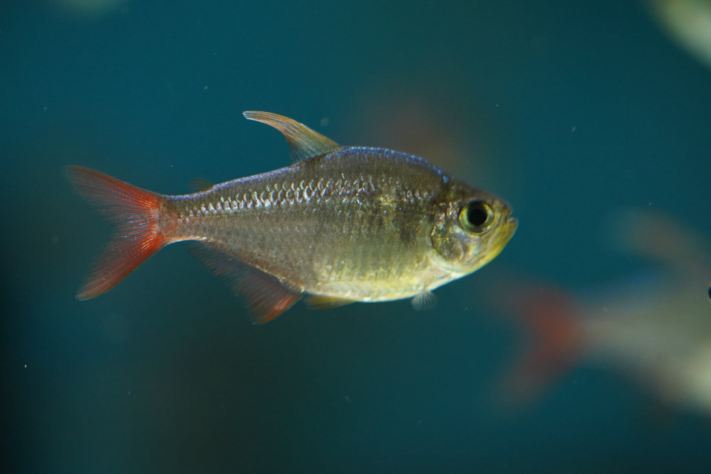 Colombian Tetra