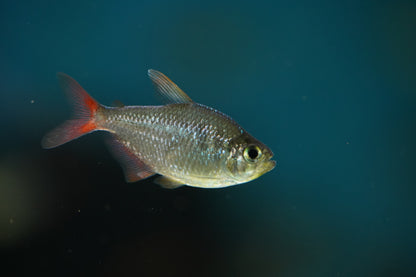 Colombian Tetra
