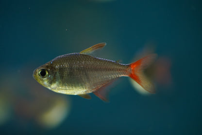 Colombian Tetra