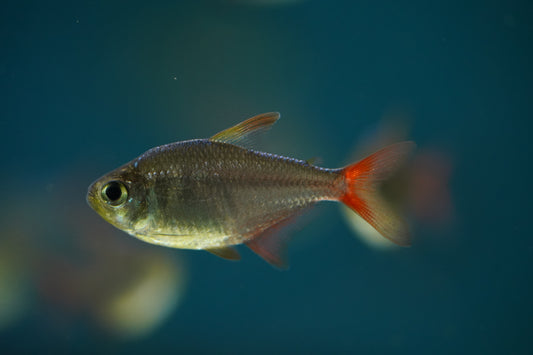 Colombian Tetra