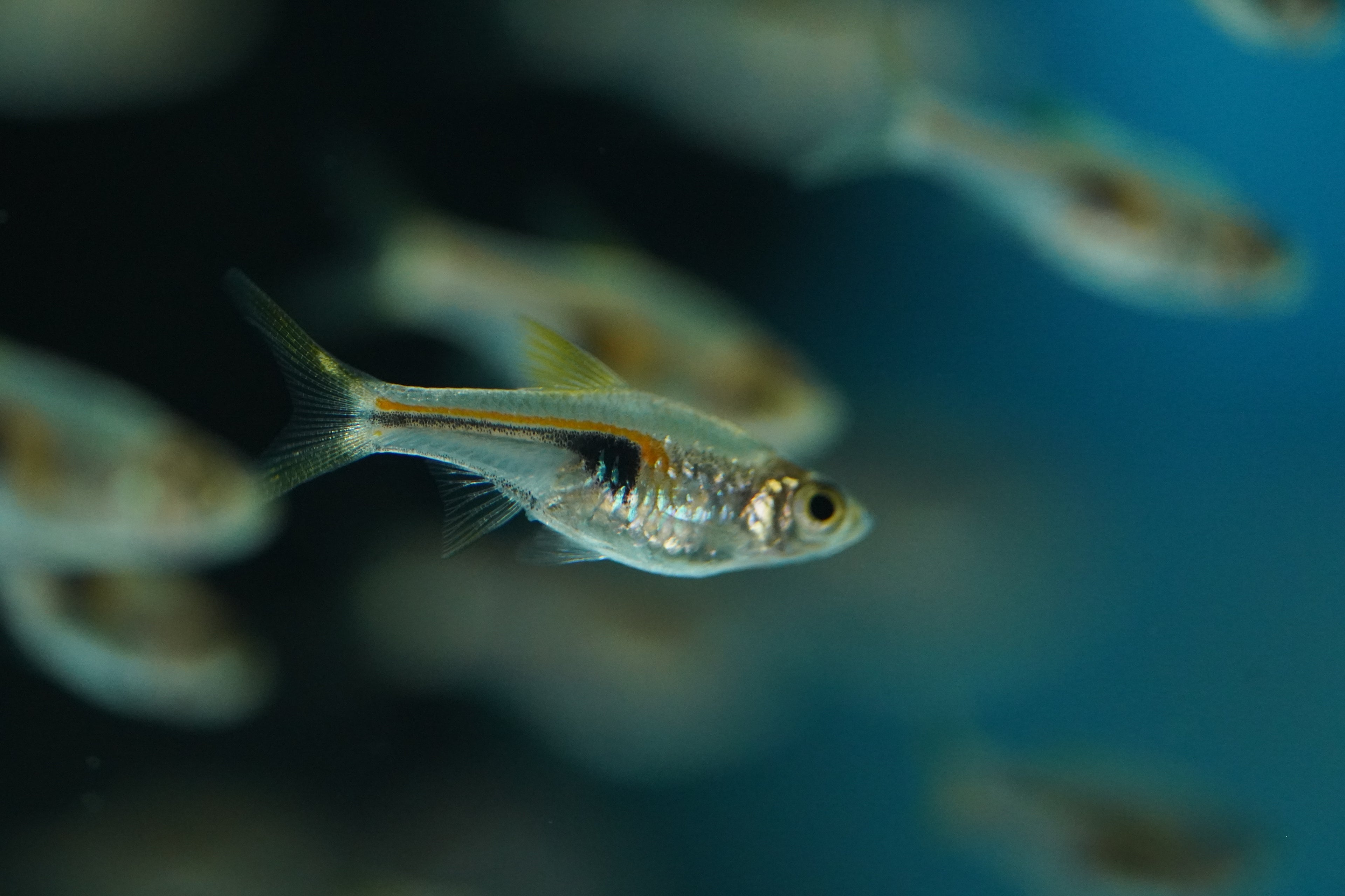 Lambchop (Espei) Rasbora