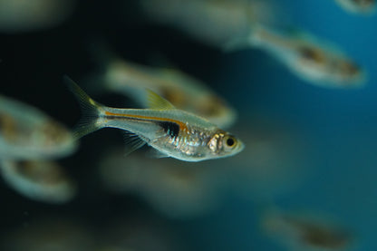 Espei Rasbora