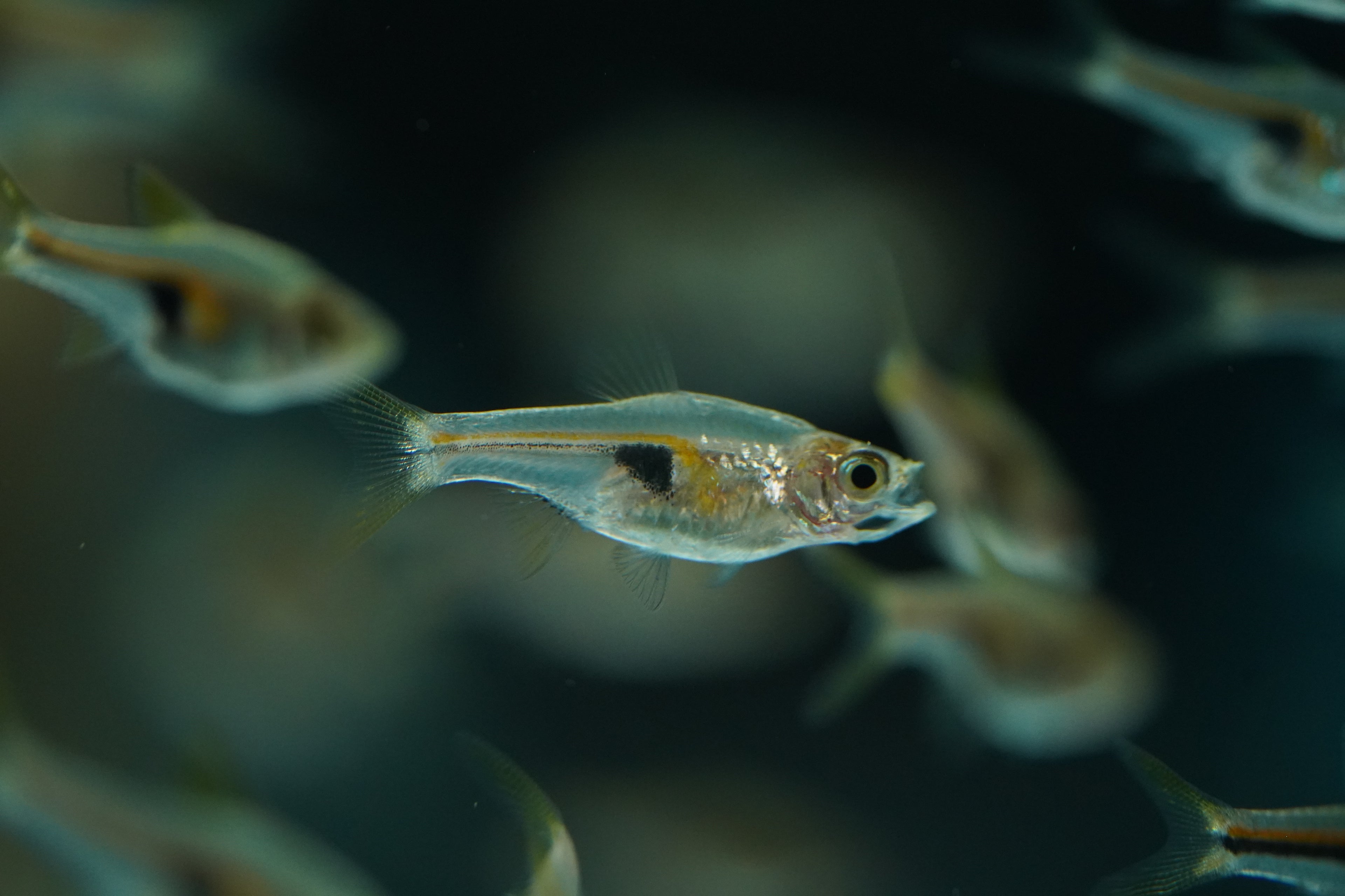 Lambchop (Espei) Rasbora