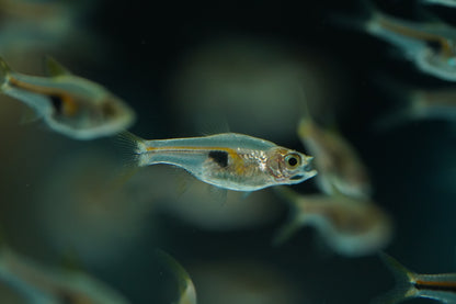 Espei Rasbora