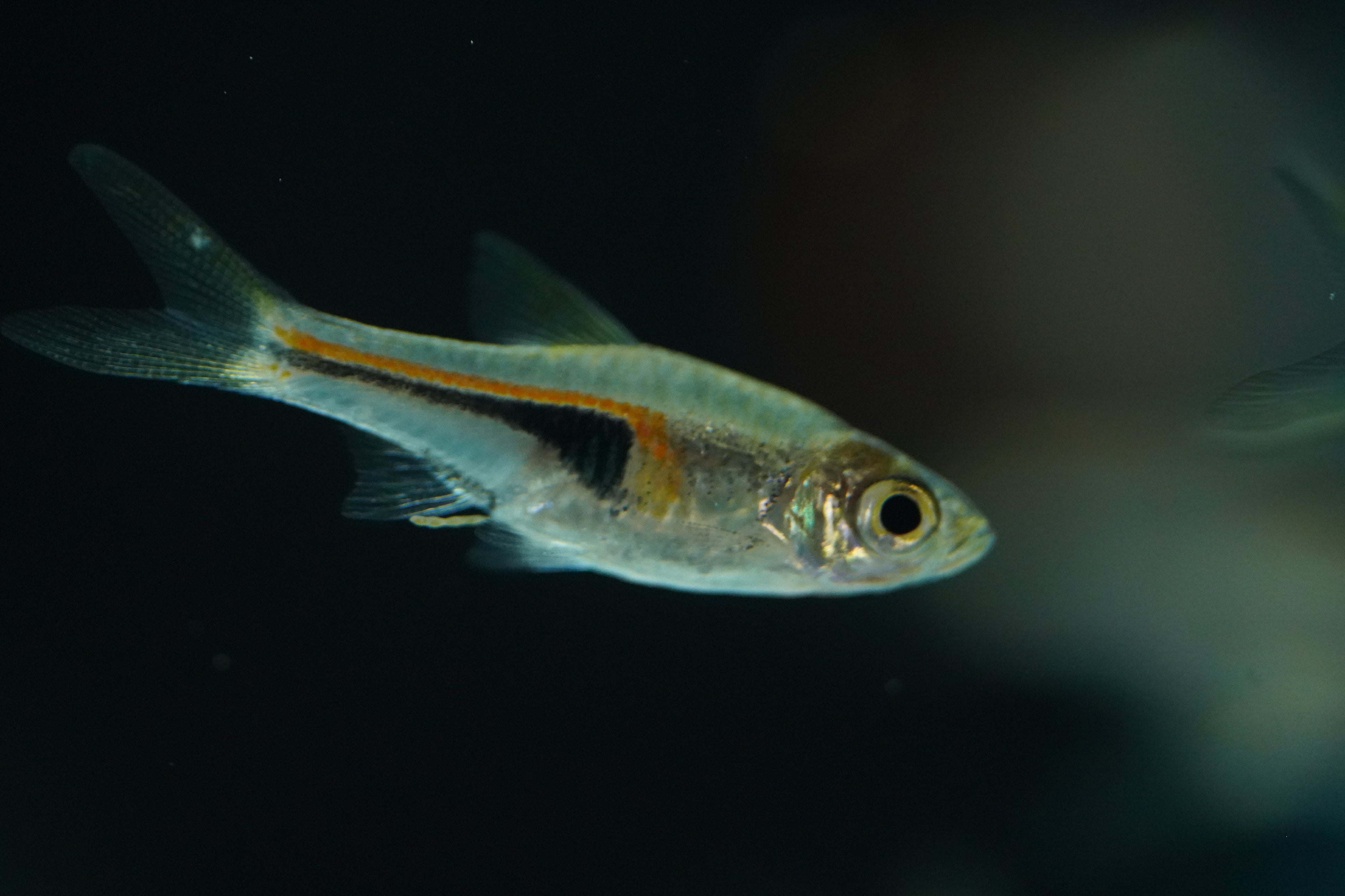 Lambchop (Espei) Rasbora