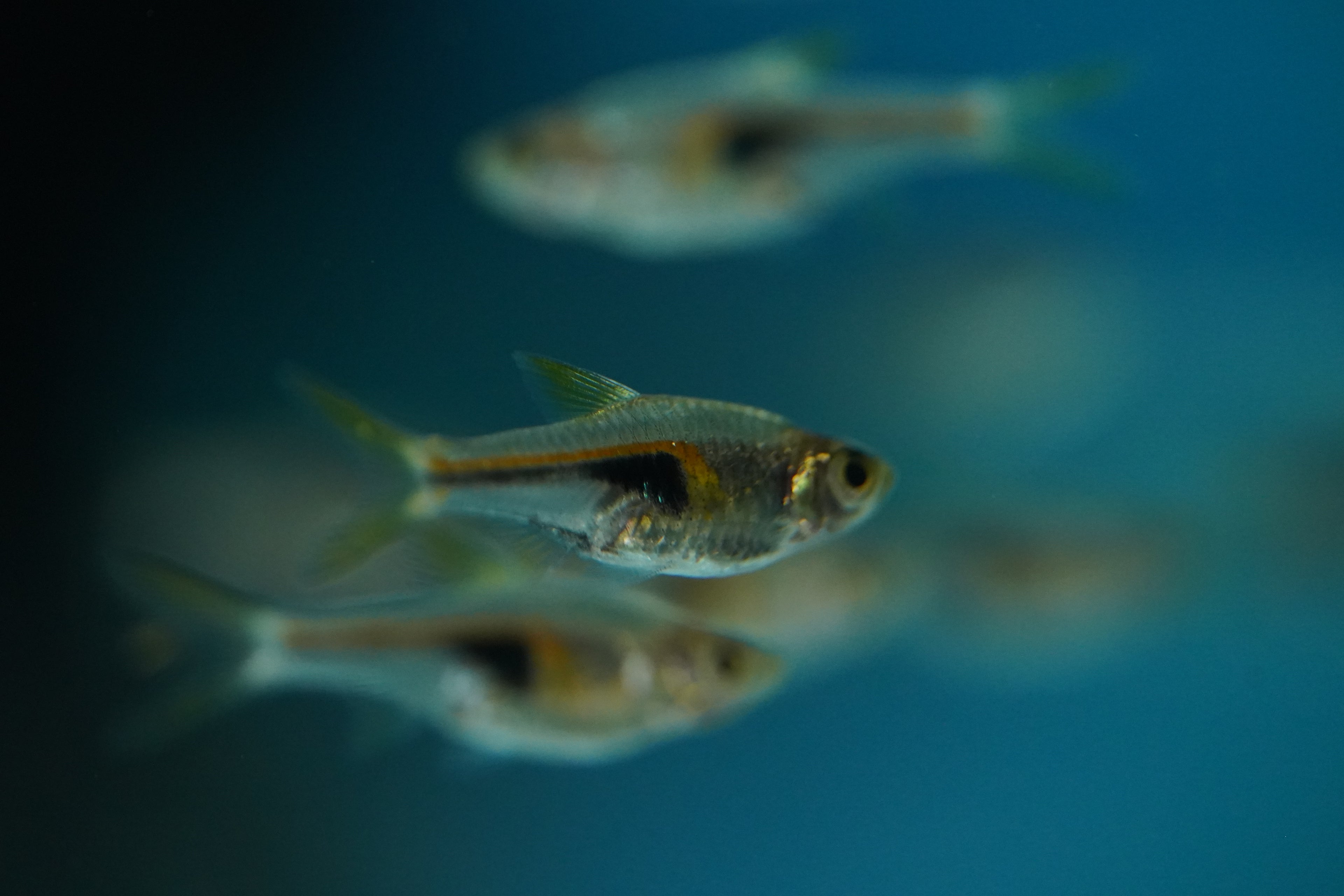 Lambchop (Espei) Rasbora