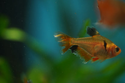 Longfin Serpae Tetra
