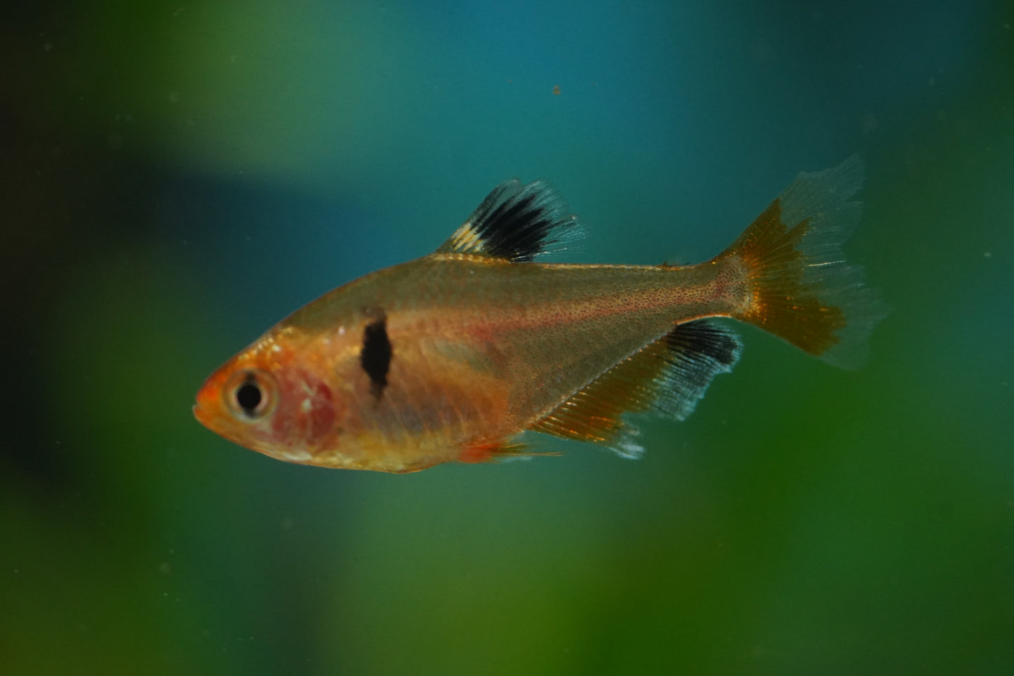 Longfin Serpae Tetra