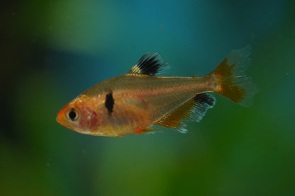 Longfin Serpae Tetra