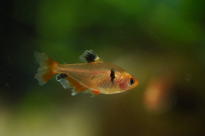 Longfin Serpae Tetra
