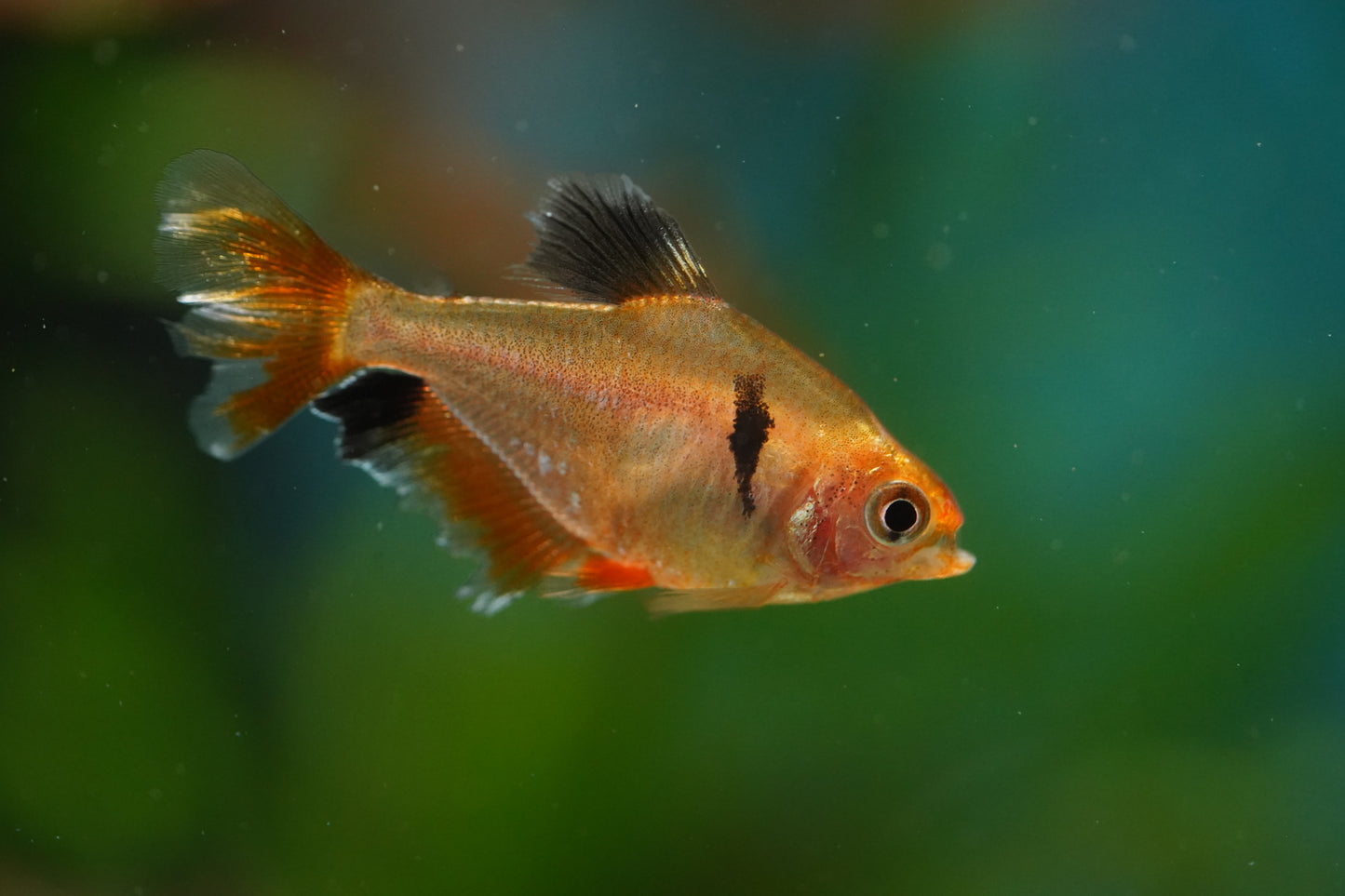 Longfin Serpae Tetra
