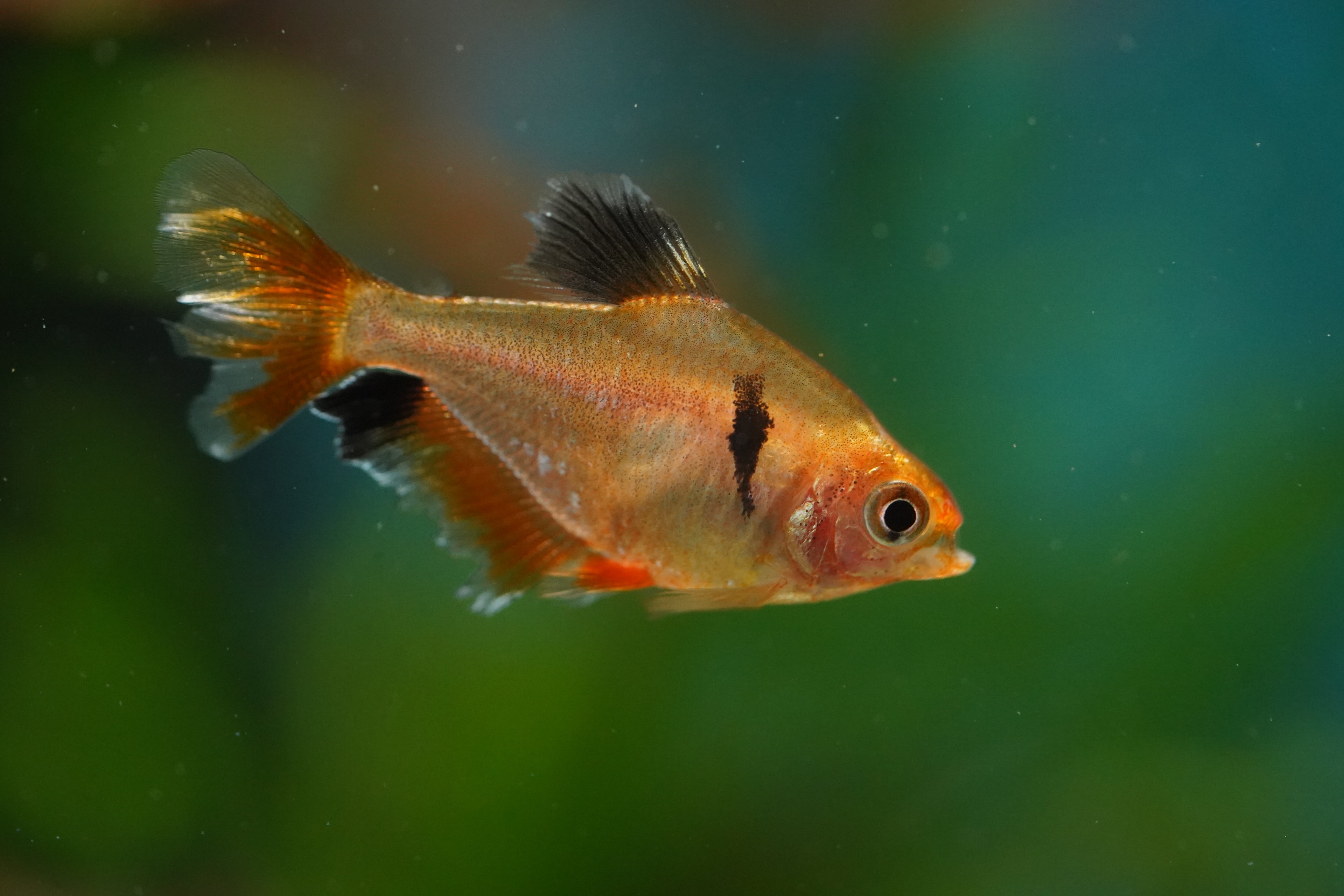 Longfin Serpae Tetra