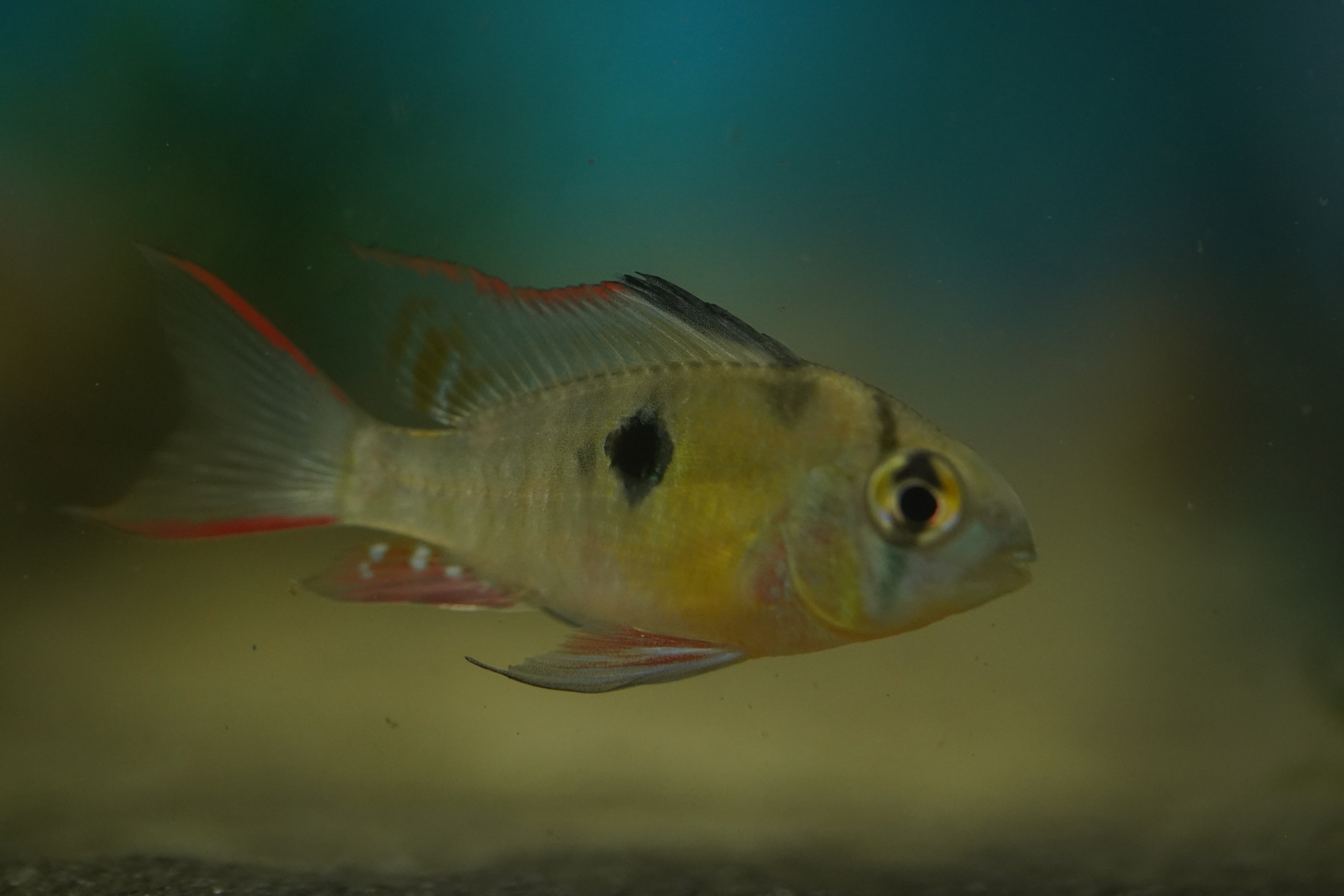 Bolivian Ram