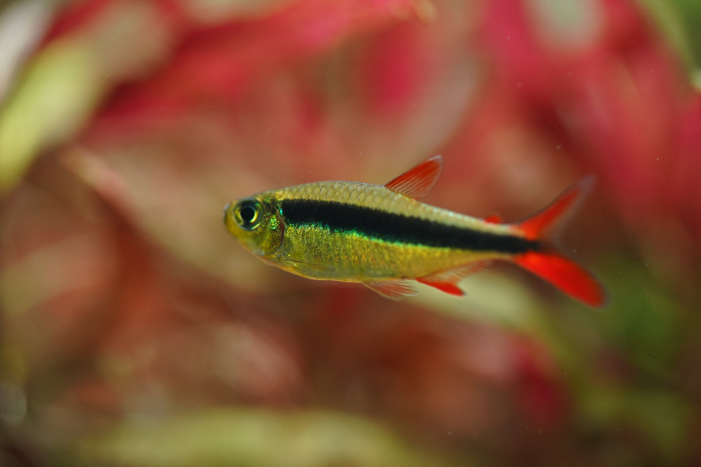 Red tail Penguin Tetra