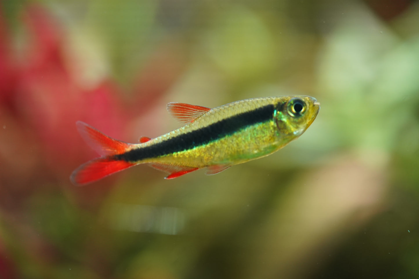 Red tail Penguin Tetra