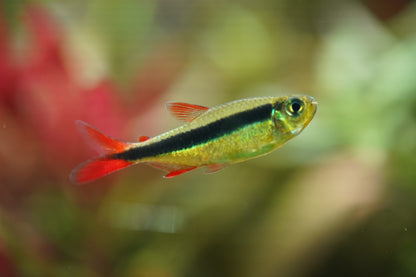 Red tail Penguin Tetra