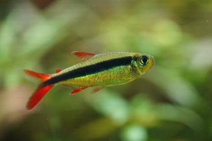 Red tail Penguin Tetra
