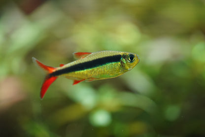 Red tail Penguin Tetra
