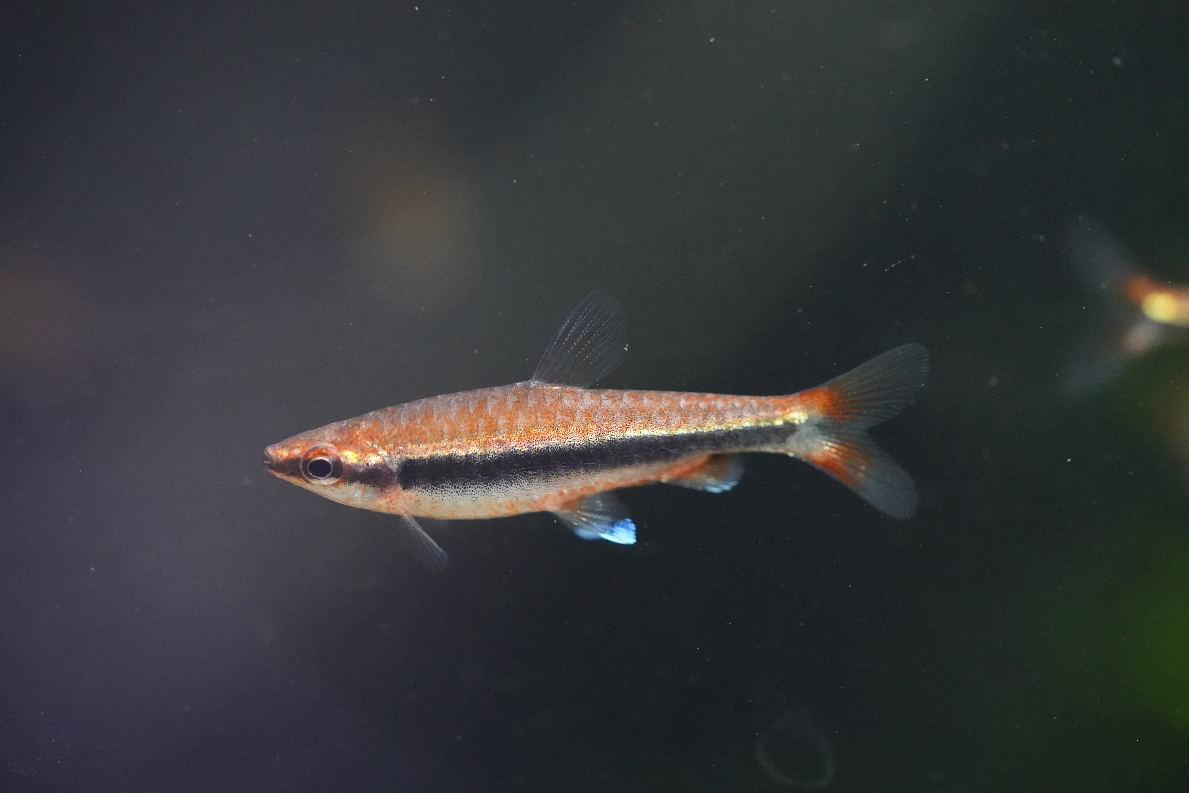 Red Pencil Fish