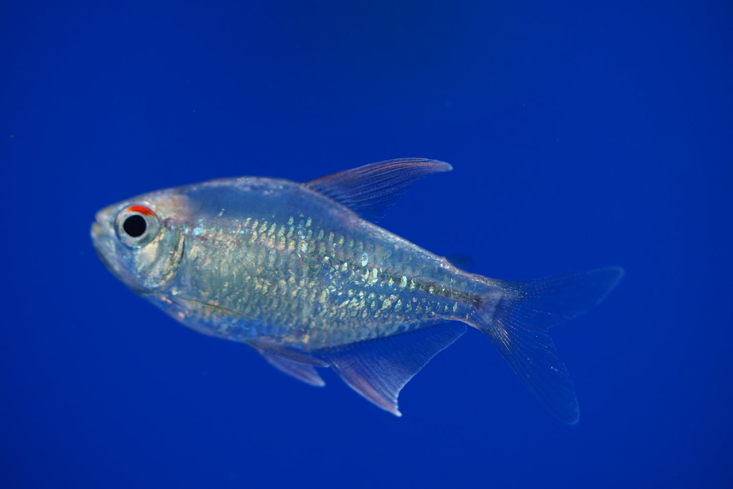Diamond Tetra