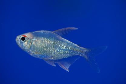 Diamond Tetra