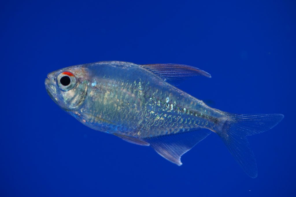 Diamond Tetra