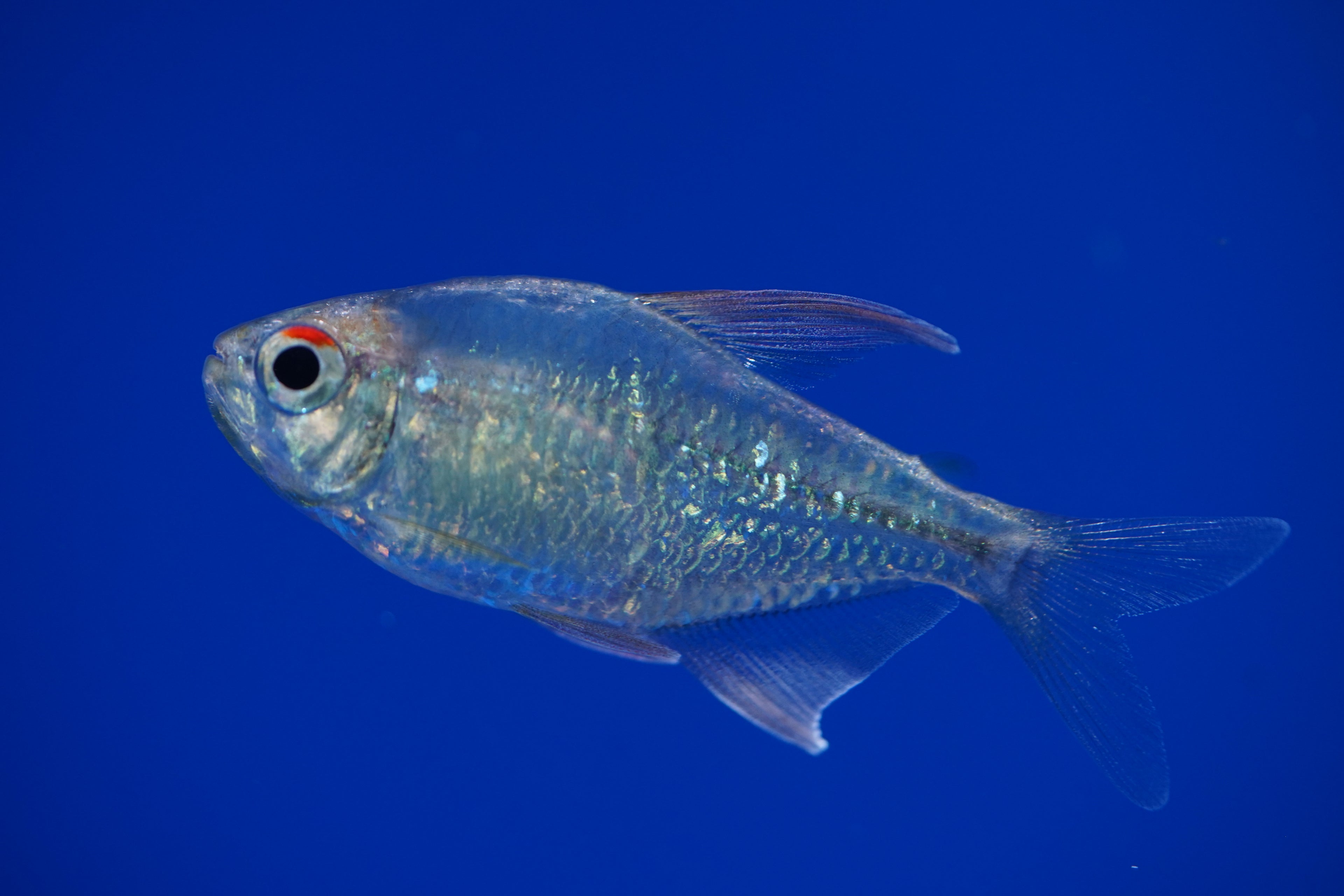 Diamond Tetra