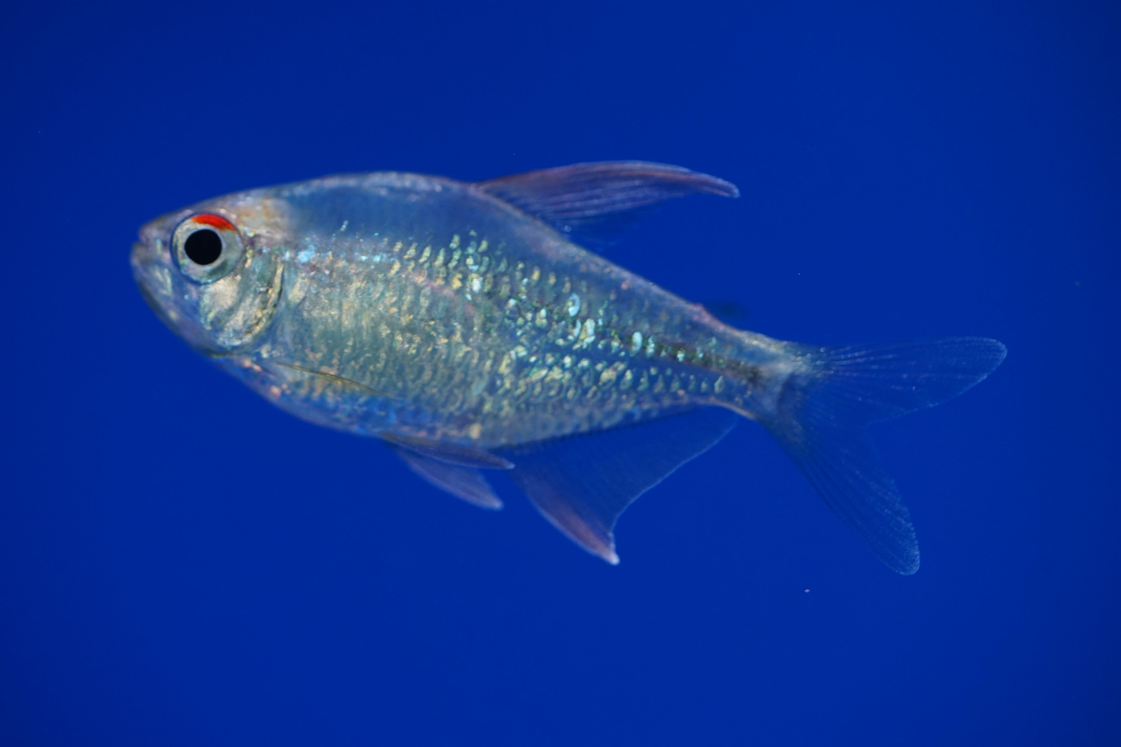 Diamond Tetra