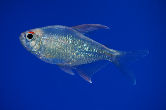 Diamond Tetra