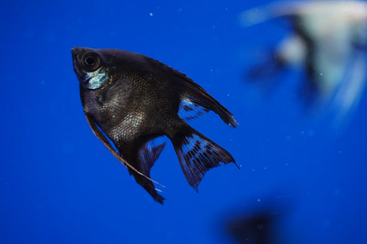 Black Angelfish