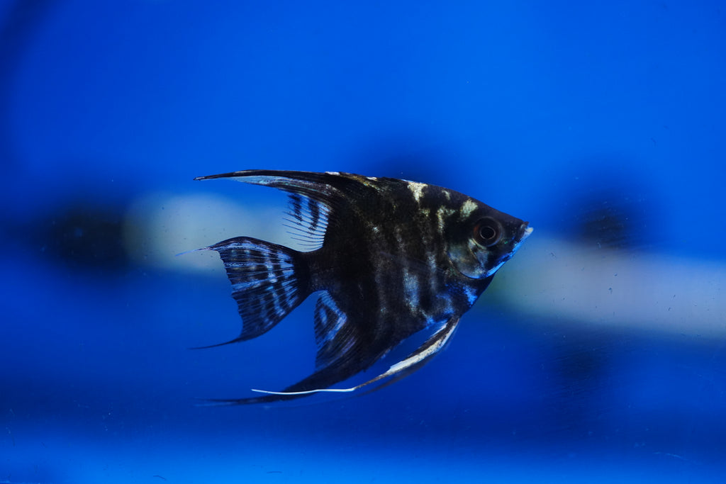 Marble Angelfish