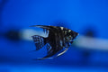 Marble Angelfish