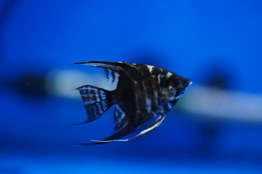 Marble Angelfish