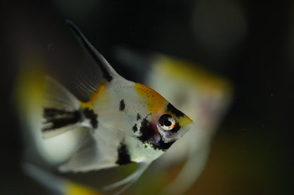 Koi Angel Fish