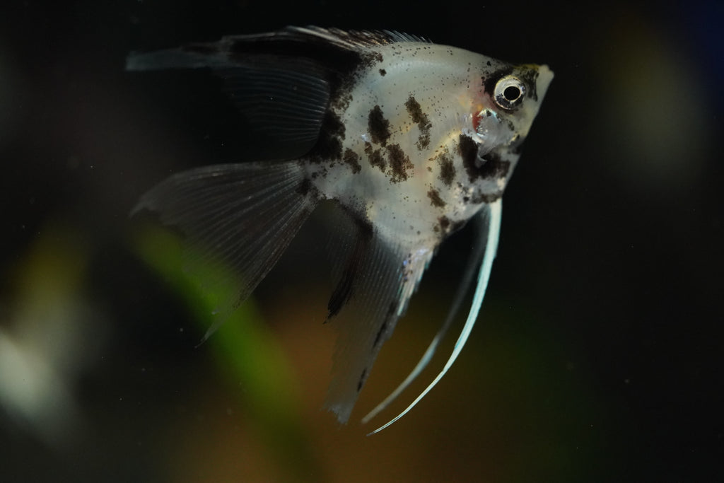 Koi Angel Fish