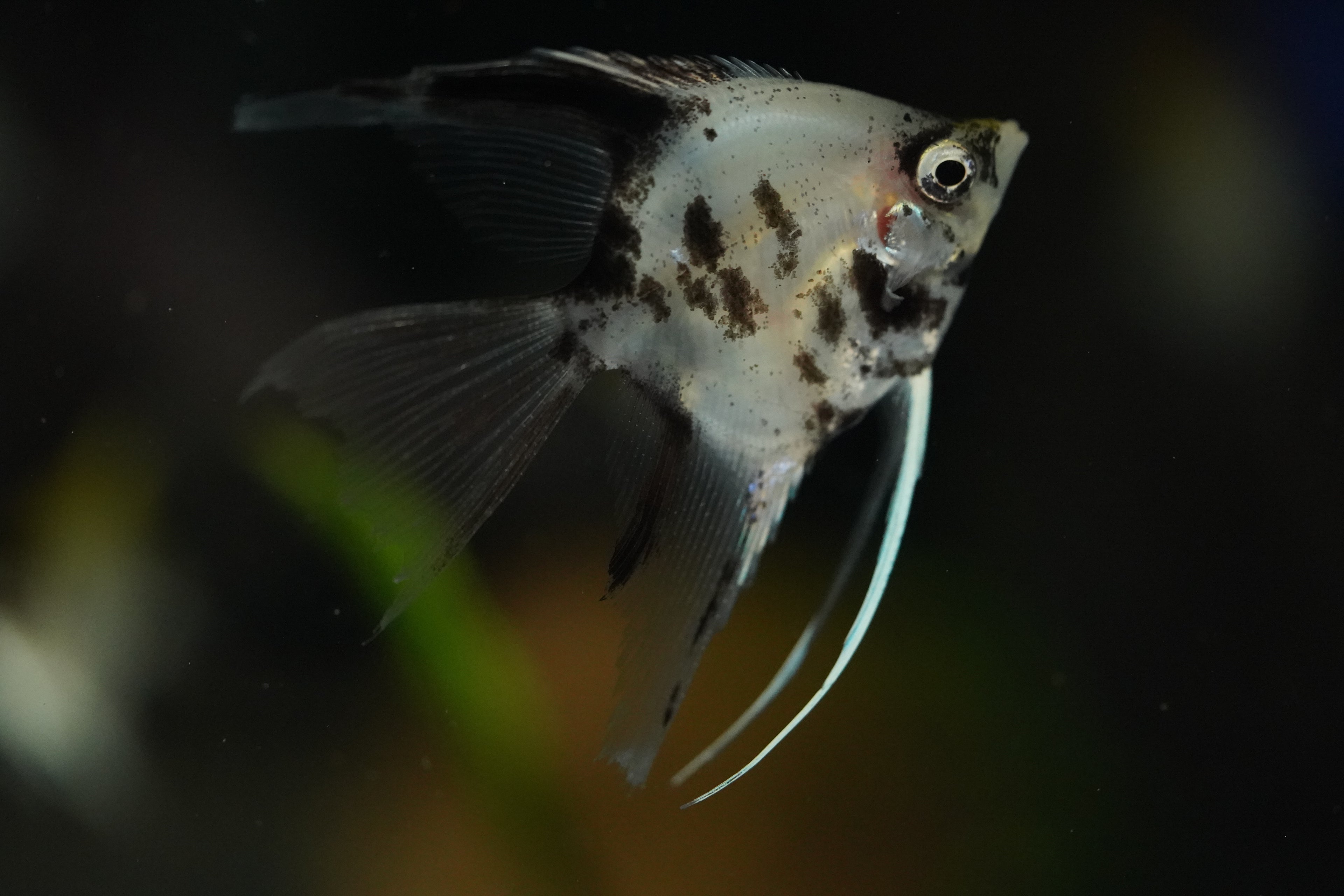 Koi Angel Fish