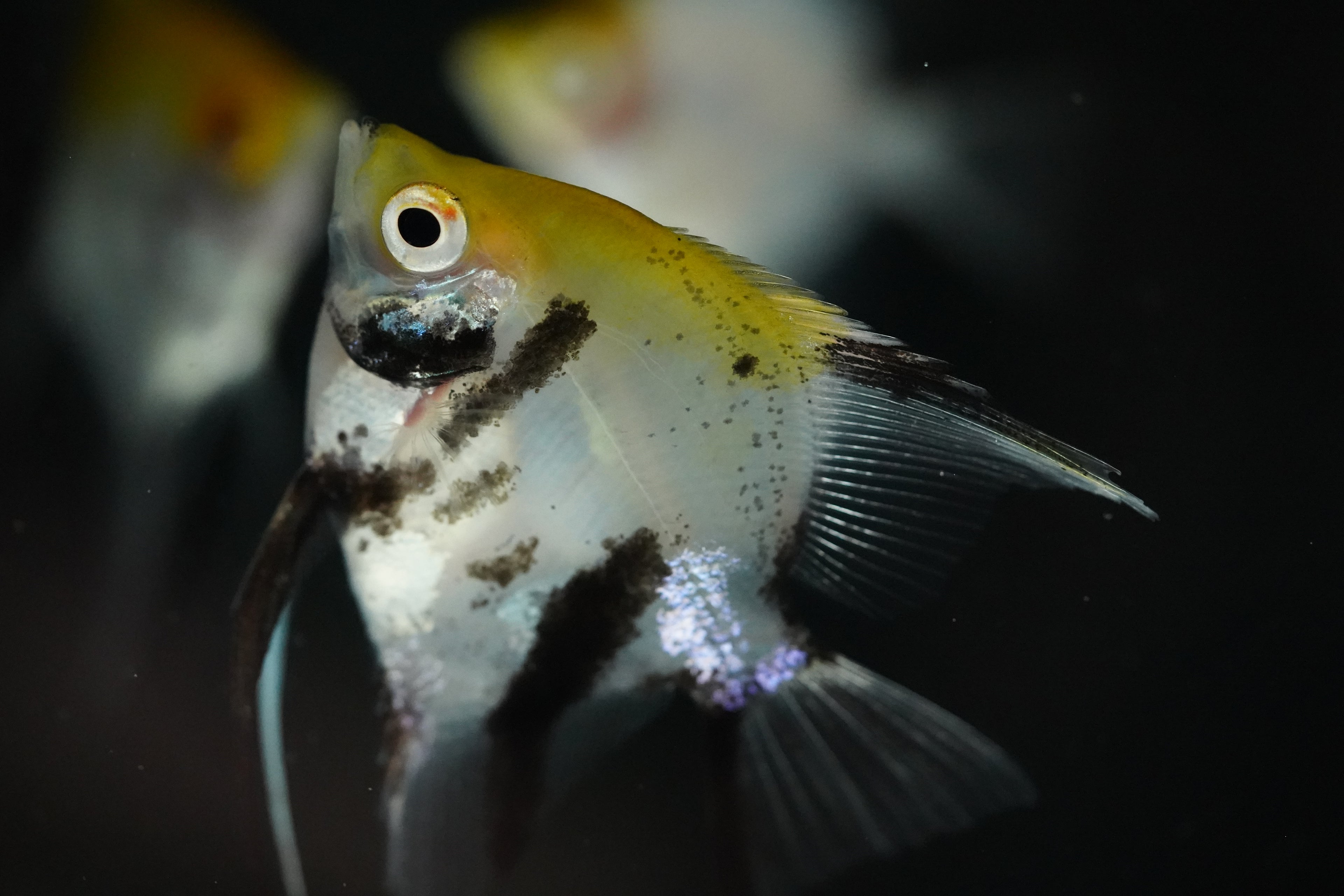 Koi Angel Fish