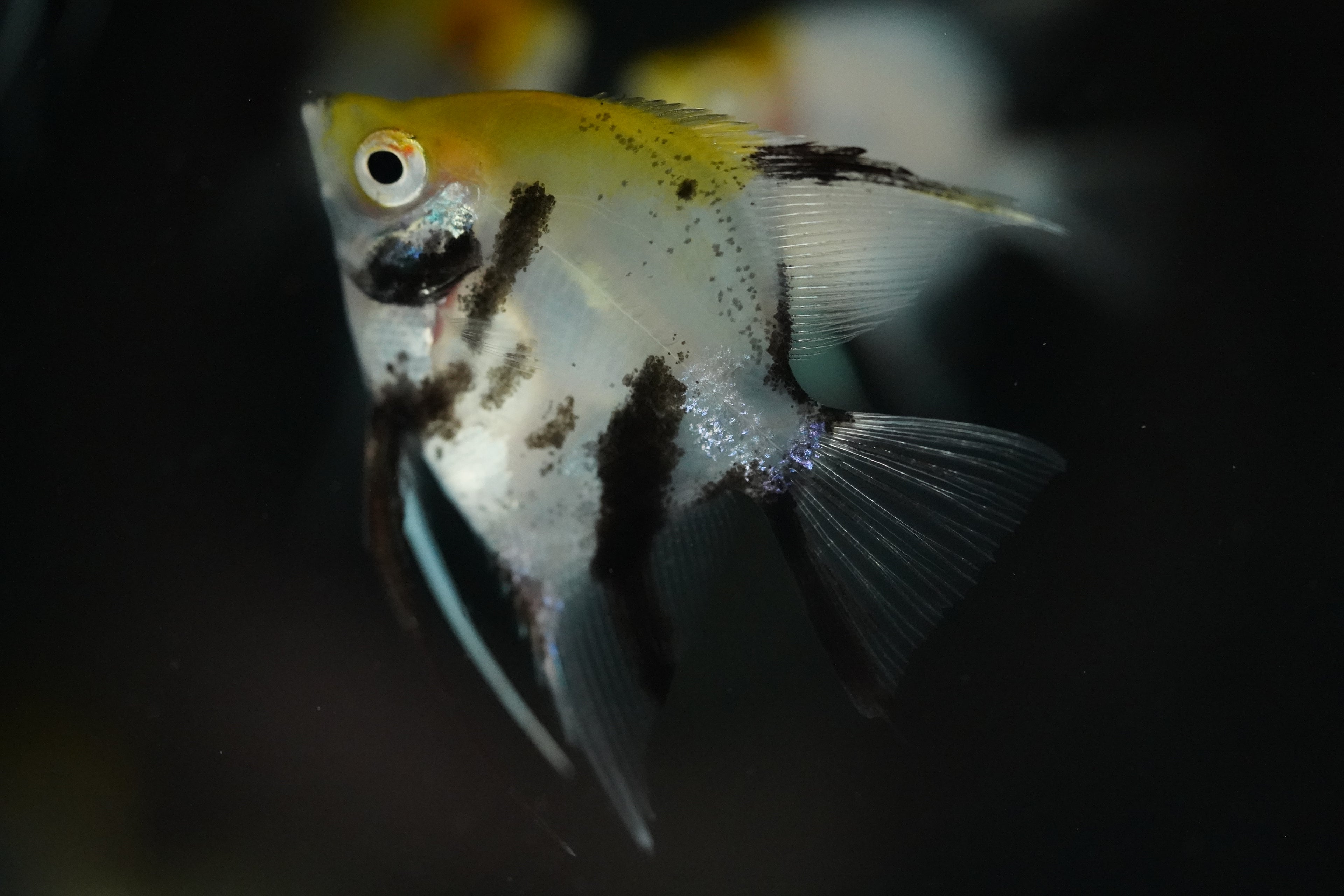 Koi Angel Fish