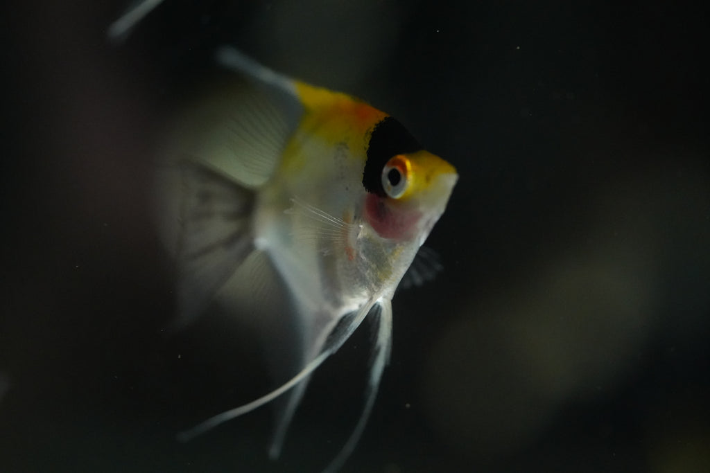 Koi Angel Fish