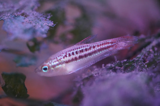 Sparkling Gourami